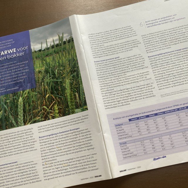 Onderzoek biologische baktarwe in Ekoland 